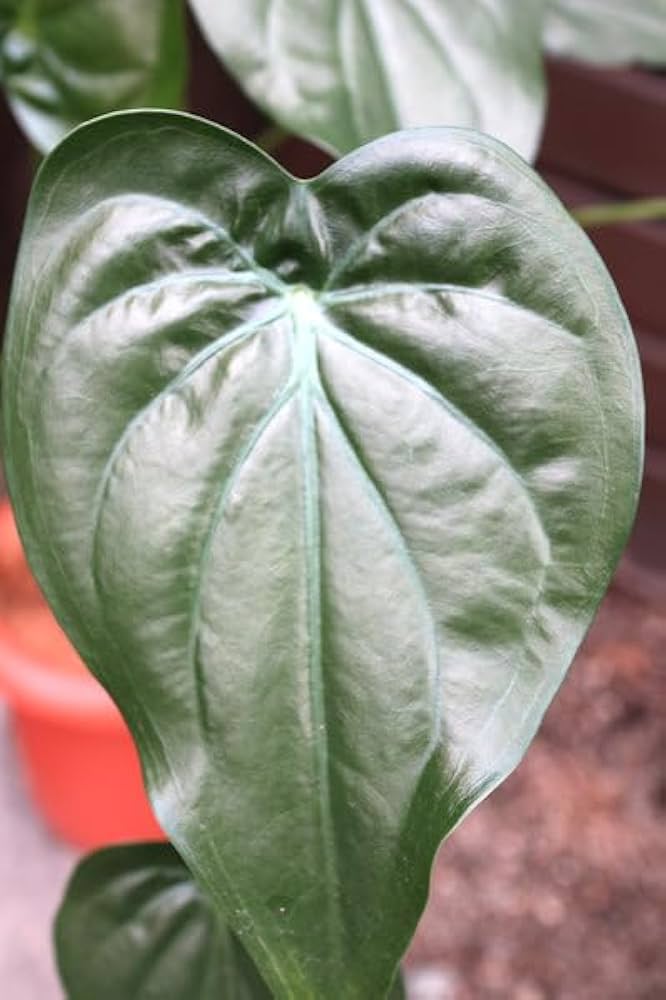 その他観葉植物 Musa Wah Kom Mint Musa 'Nam Wa Kum Mint' variegated banana - Tropics @Home